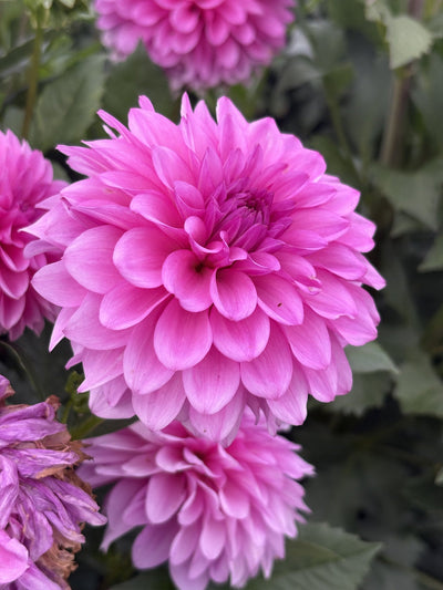 Northwind Purple Rain dahlia