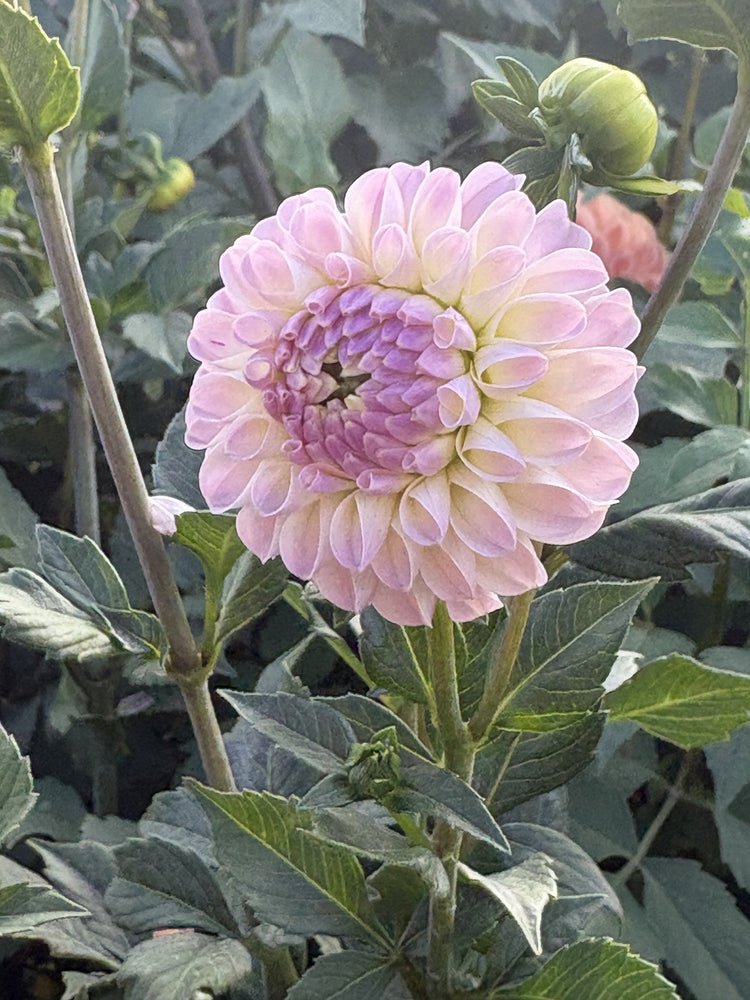 Odyssey dahlia