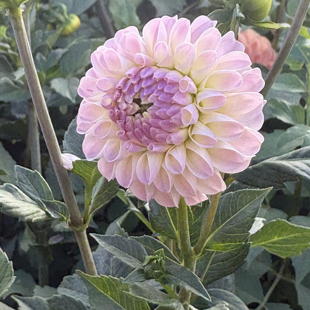 Odyssey dahlia