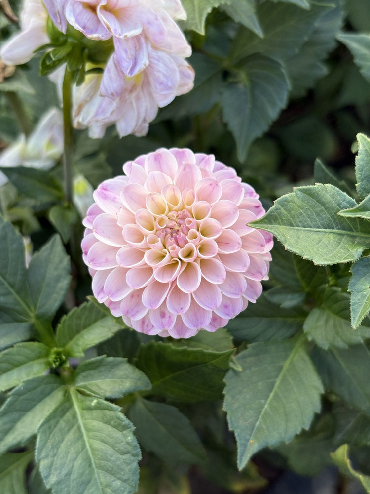 Odyssey dahlia