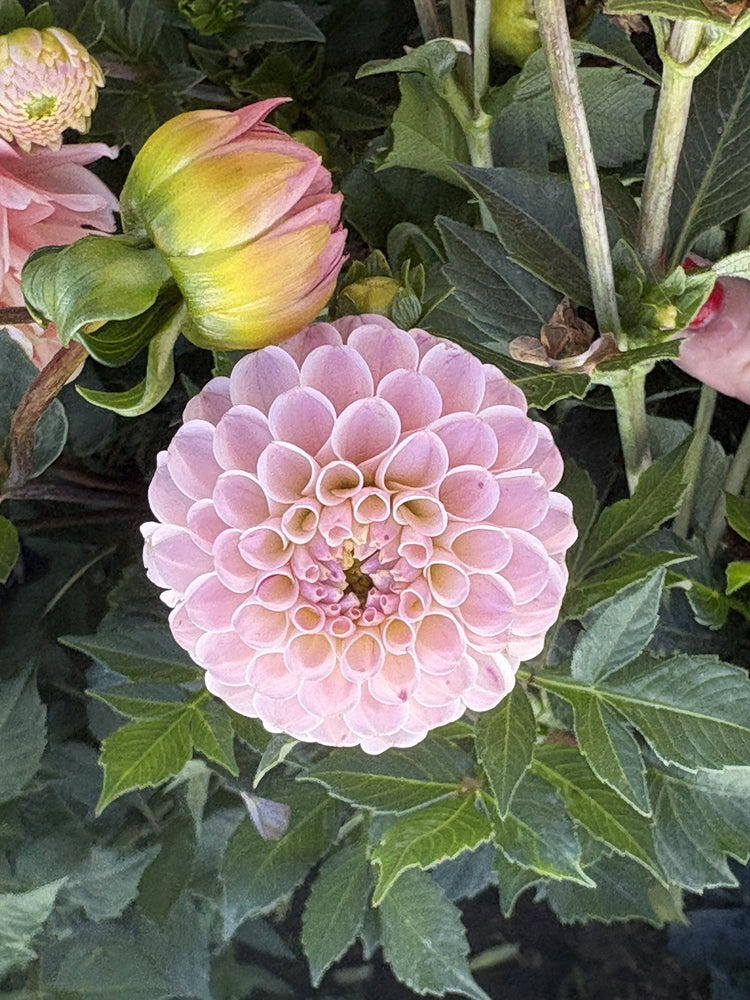Odyssey dahlia