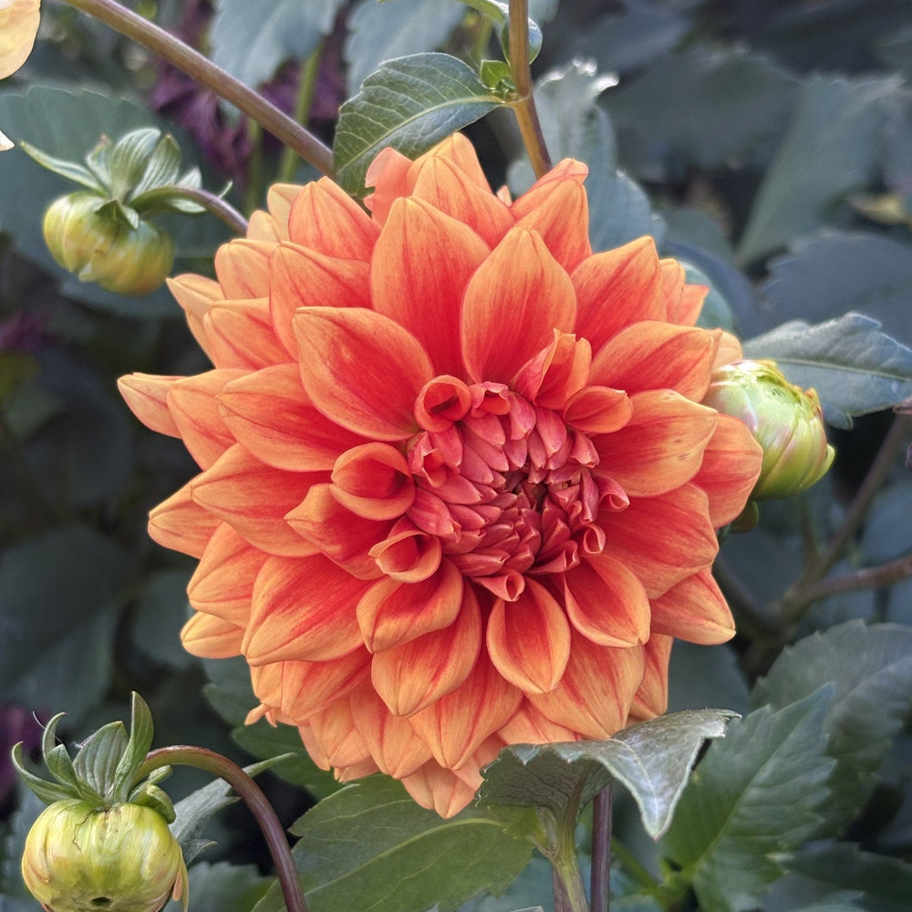 Old Gold dahlia