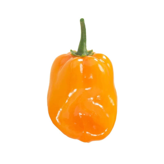Habanero Orange
