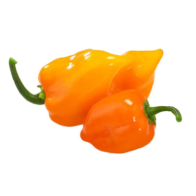 Scotch Bonnet