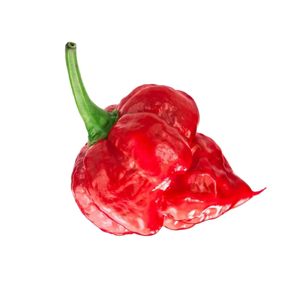 Trinidad Moruga Scorpion
