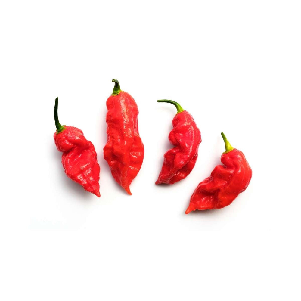 Ghost Pepper (Bhut Jolokia)