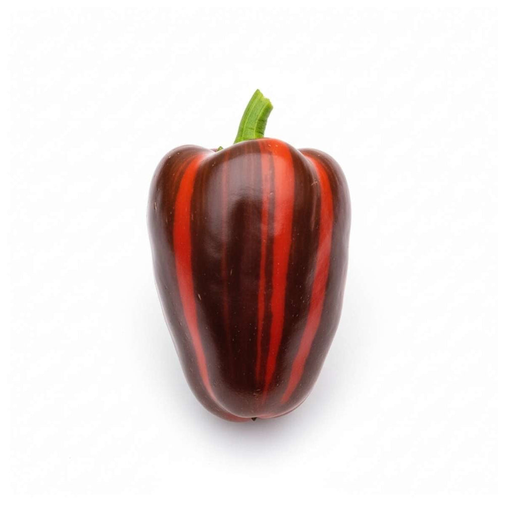 Mocha Swirl Sweet Pepper