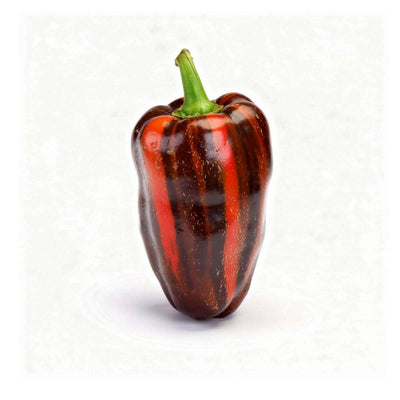 Tiger Jalapeño Variegated Pepper