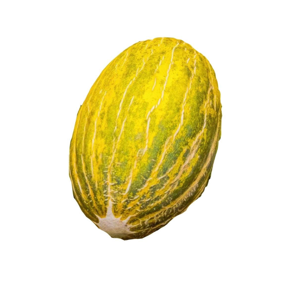 Santa Claus Melon