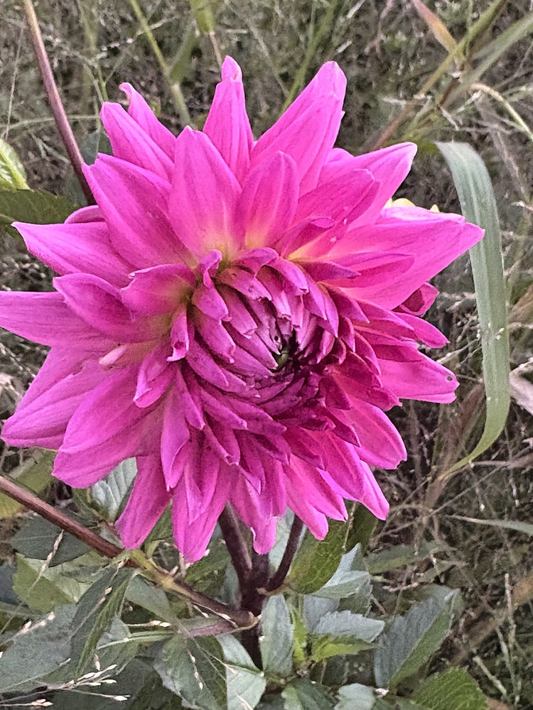 Parkland Rave dahlia