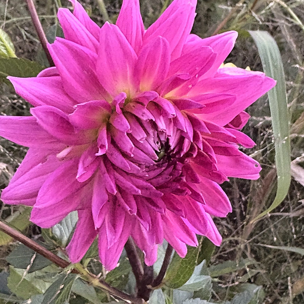 Parkland Rave dahlia