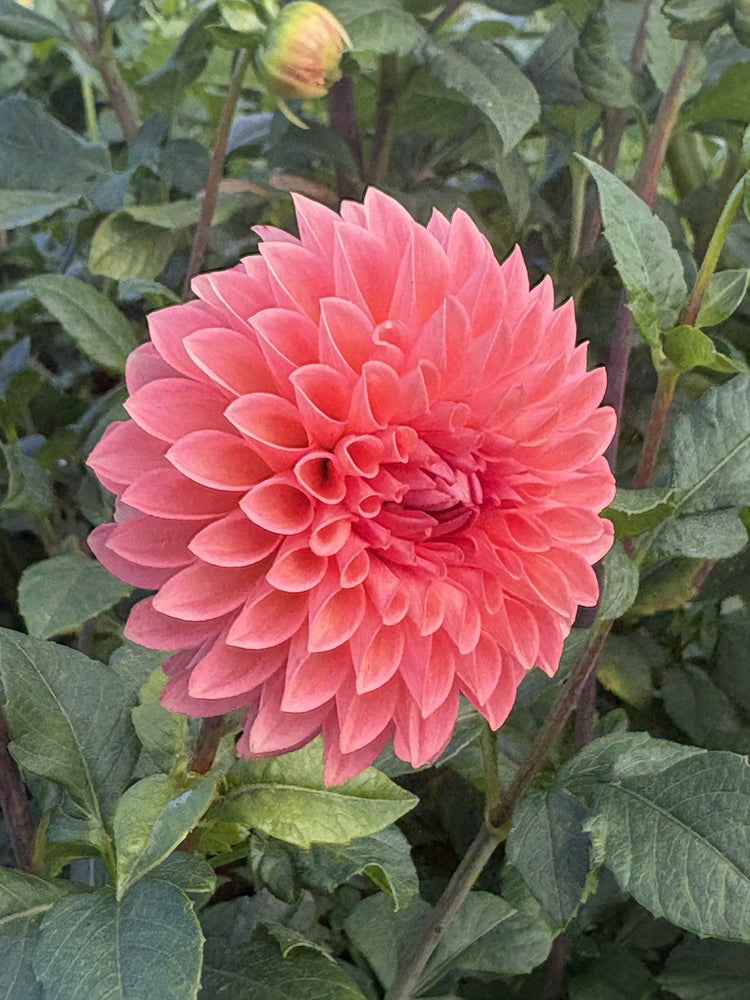 Parkland Tribute dahlia