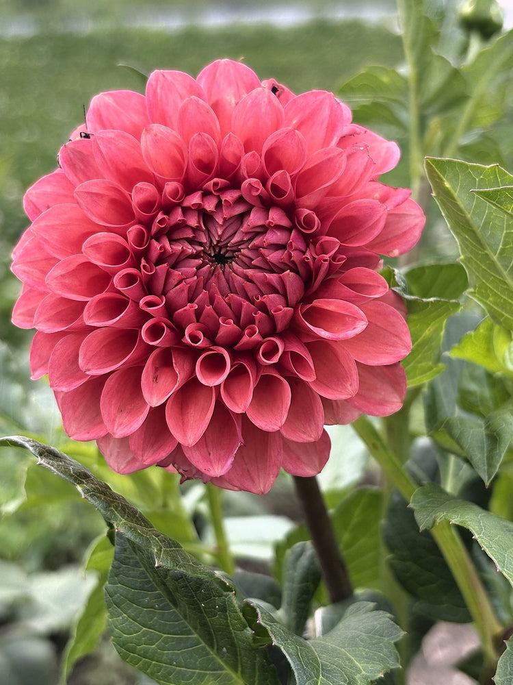Parkland Tribute dahlia