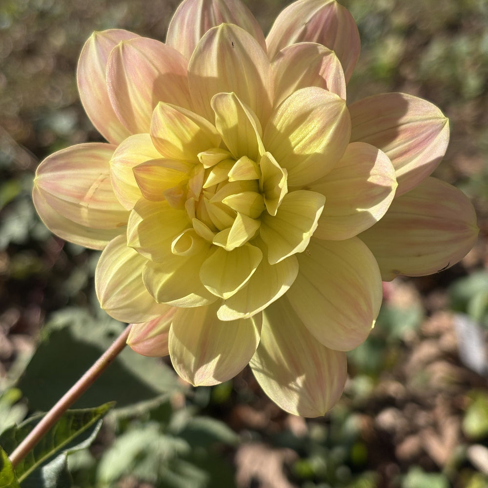 Pat Fearey dahlia grown by Petrolia Bloom Co. in Petrolia, Ontario