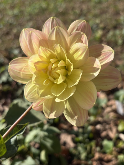 Pat Fearey dahlia grown by Petrolia Bloom Co. in Petrolia, Ontario
