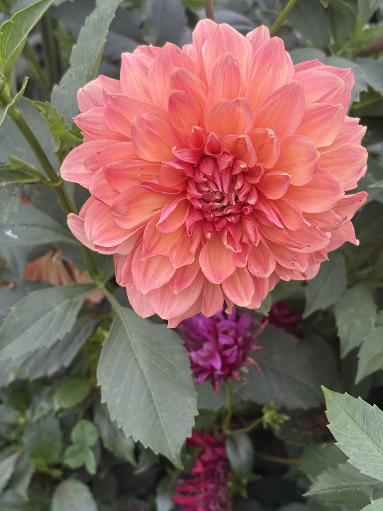 Peach Bud dahlia