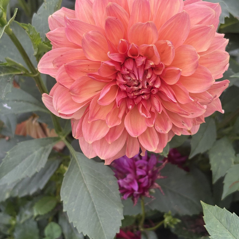 Peach Bud dahlia