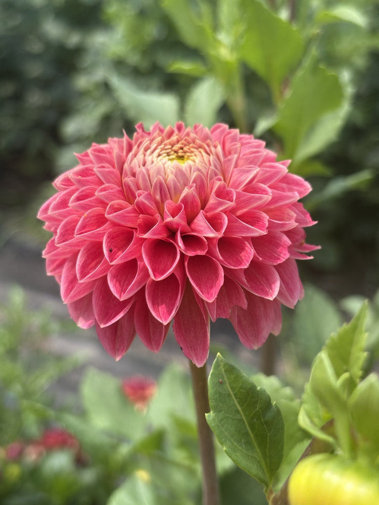 Peach Buzz dahlia