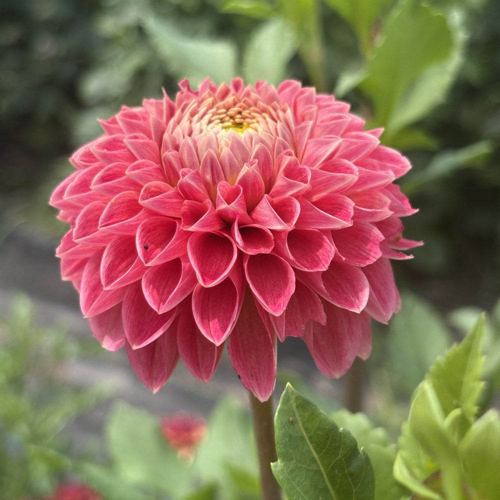 Peach Buzz dahlia