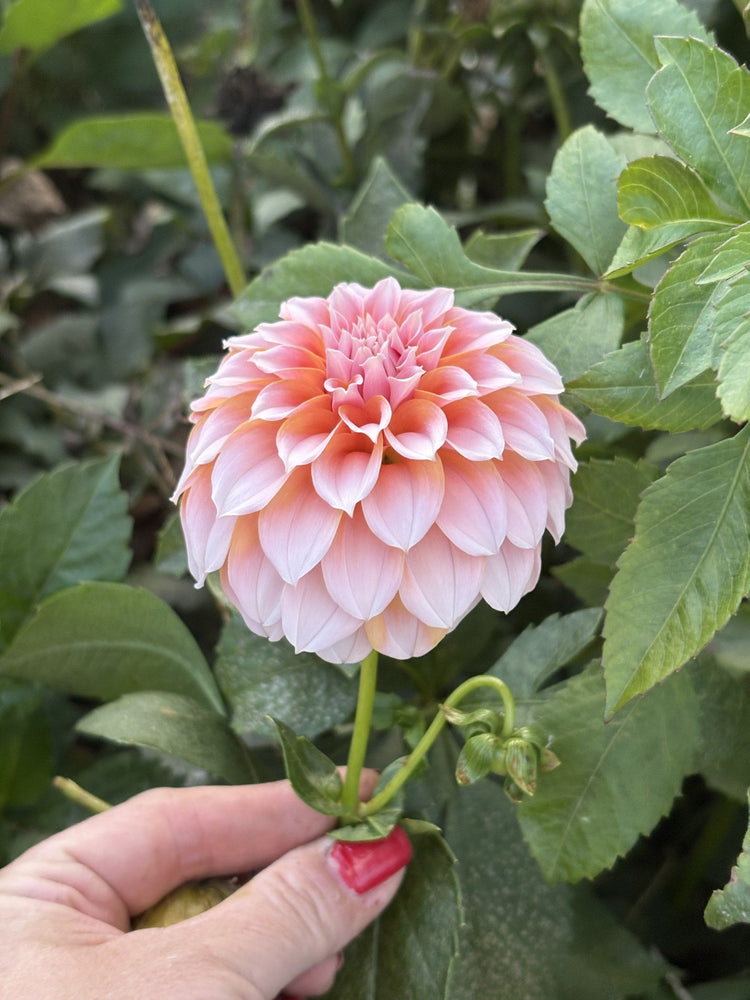 Peaches n Cream dahlia