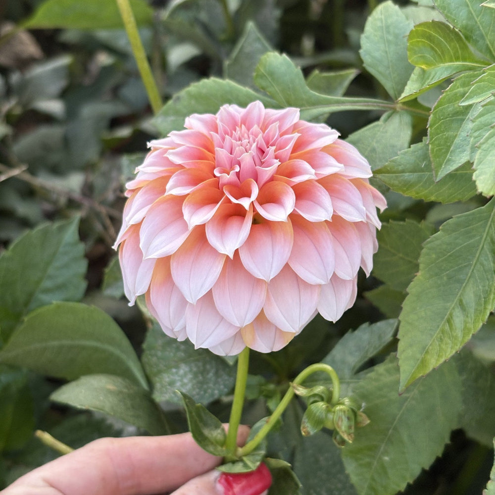 Peaches n Cream dahlia