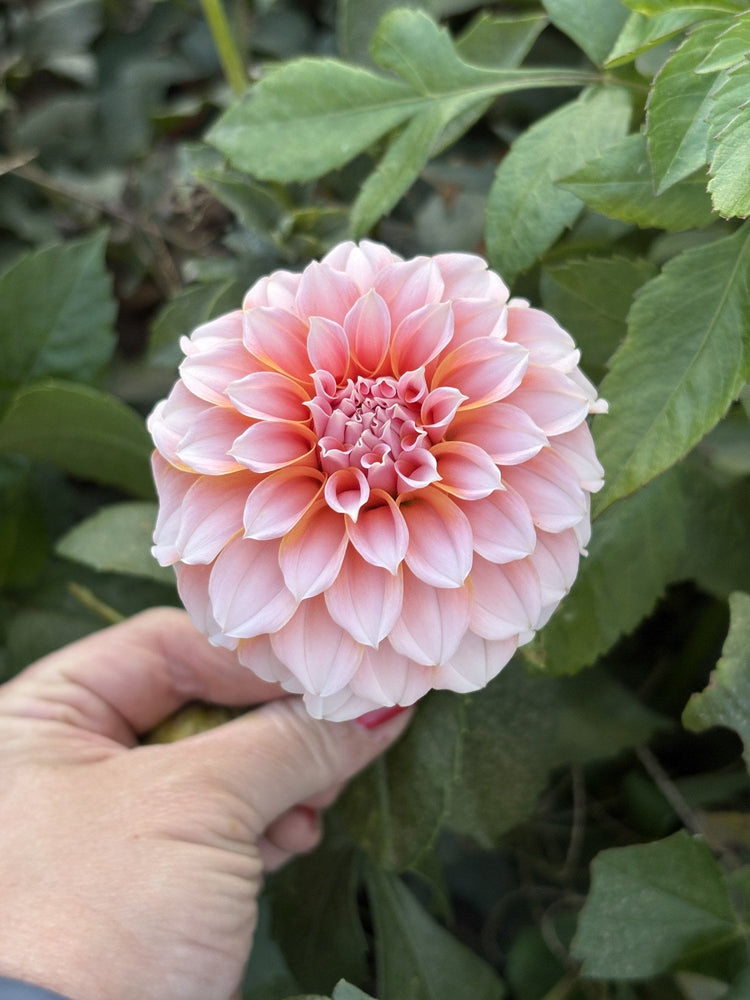 Peaches n Cream dahlia