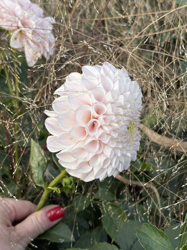 Pink Pearl dahlia