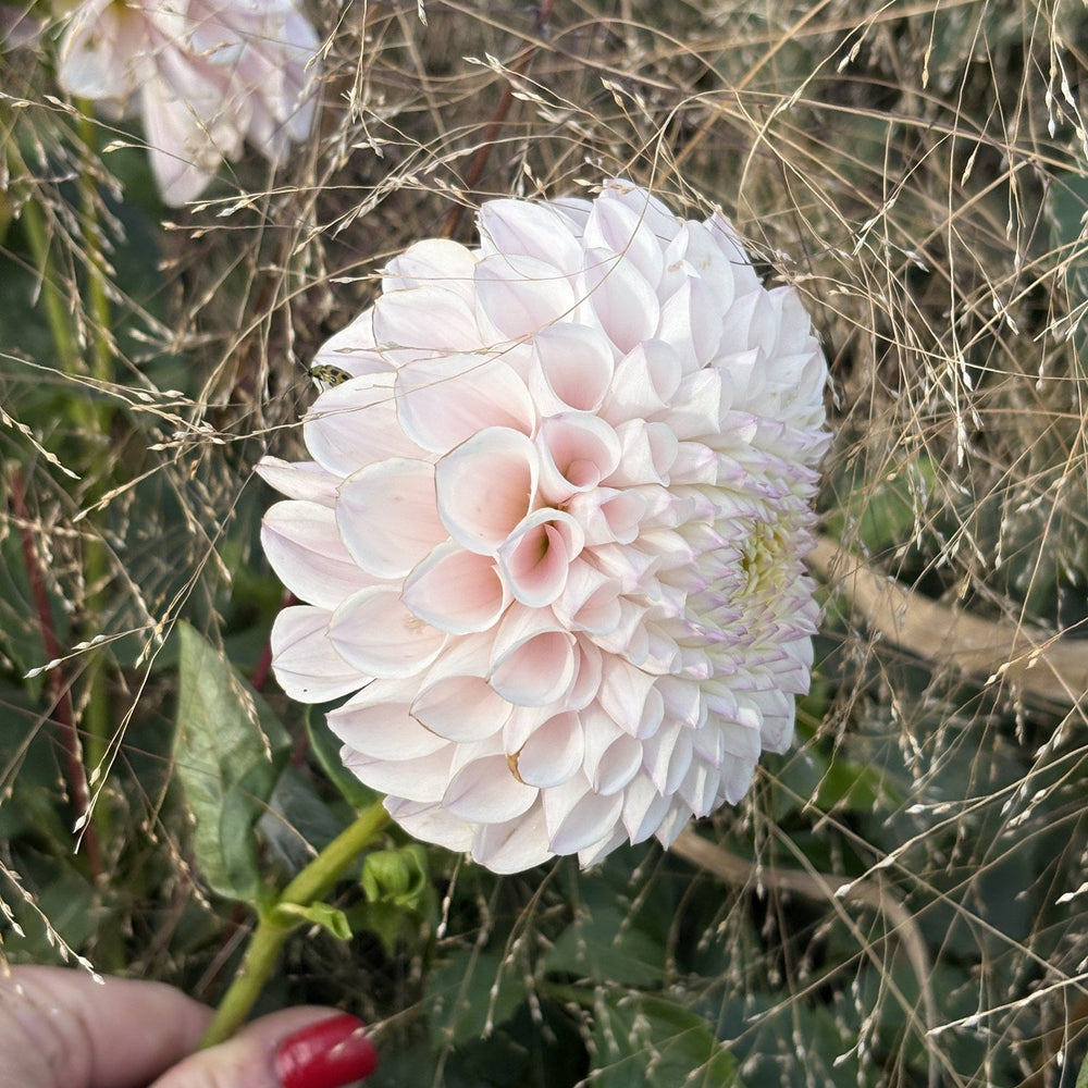 Pink Pearl dahlia