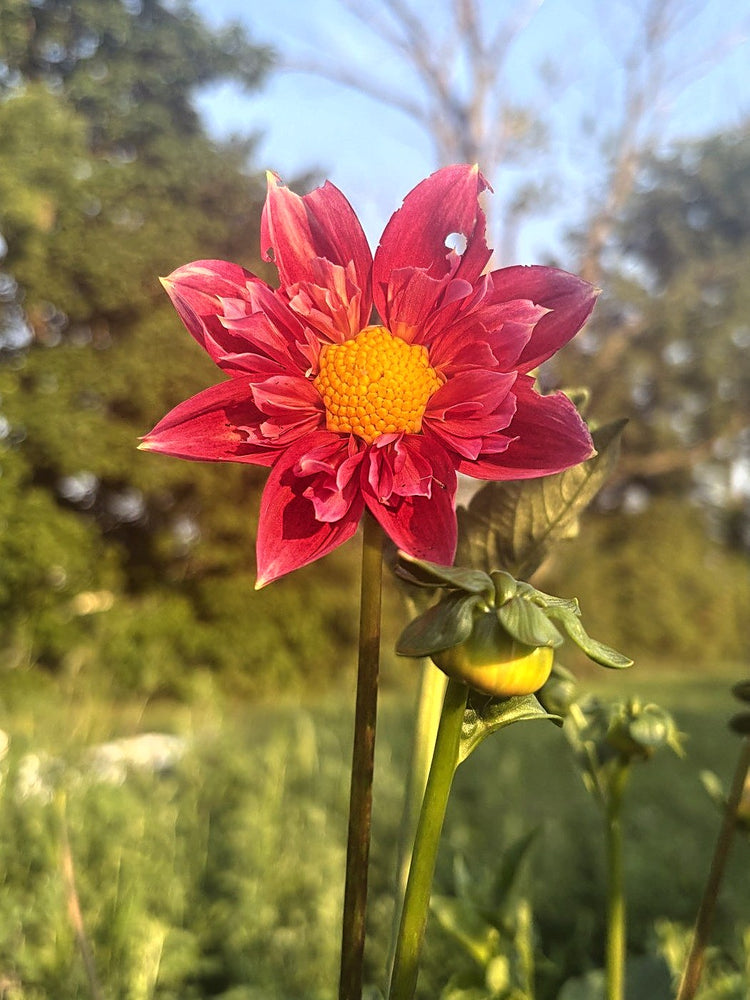 Pipsqueak dahlia