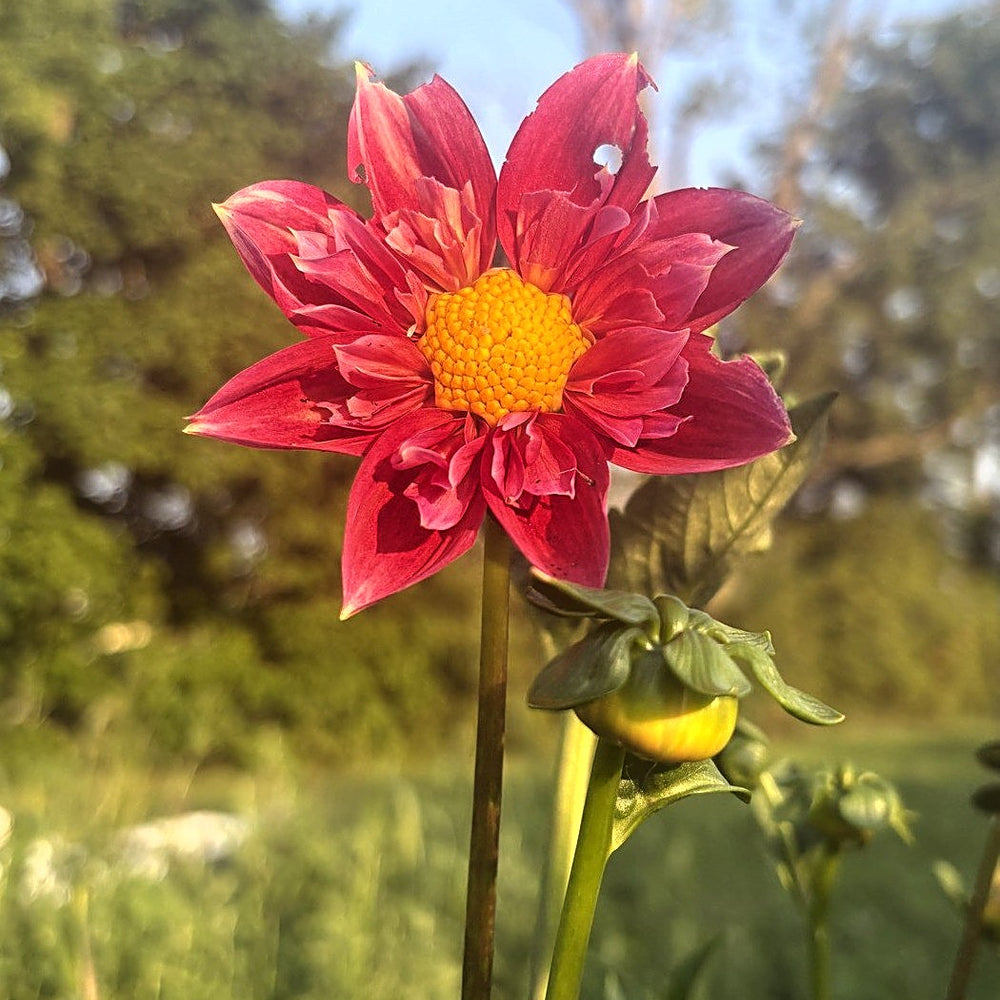 Pipsqueak dahlia