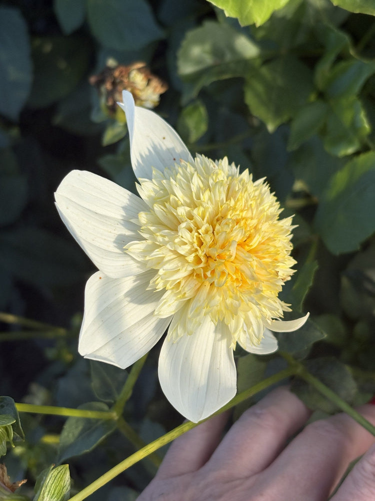 Platinum Blonde dahlia