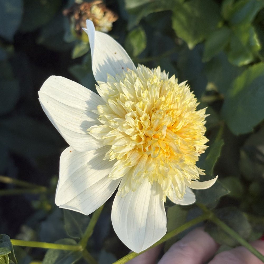 Platinum Blonde dahlia