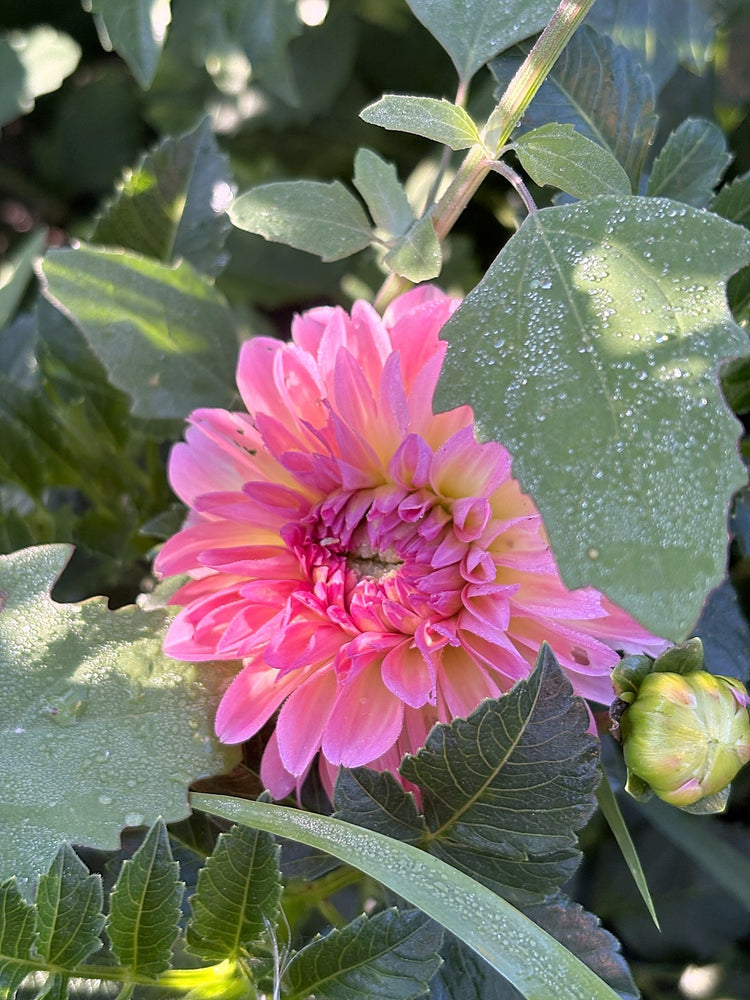 Pretty Please dahlia