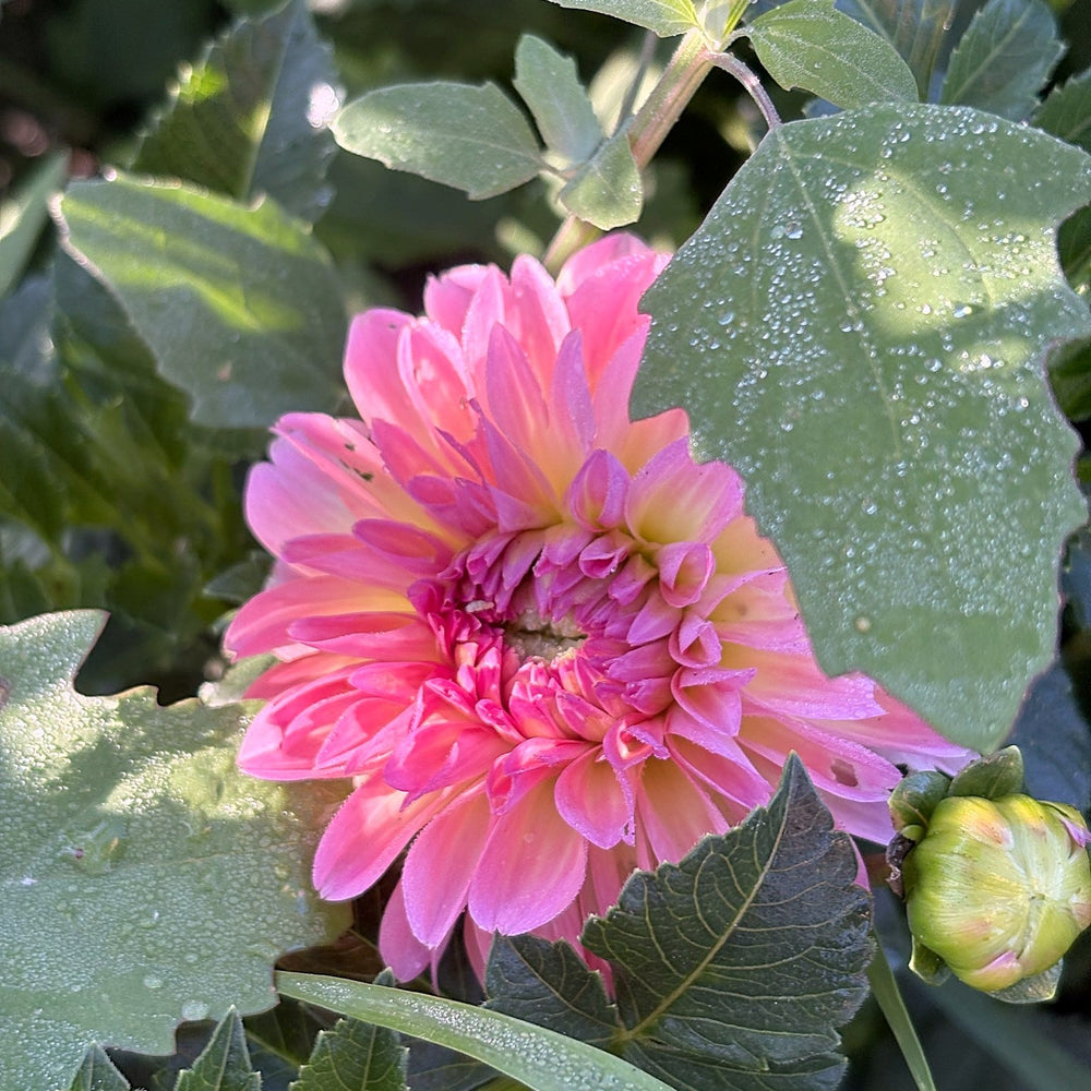 Pretty Please dahlia
