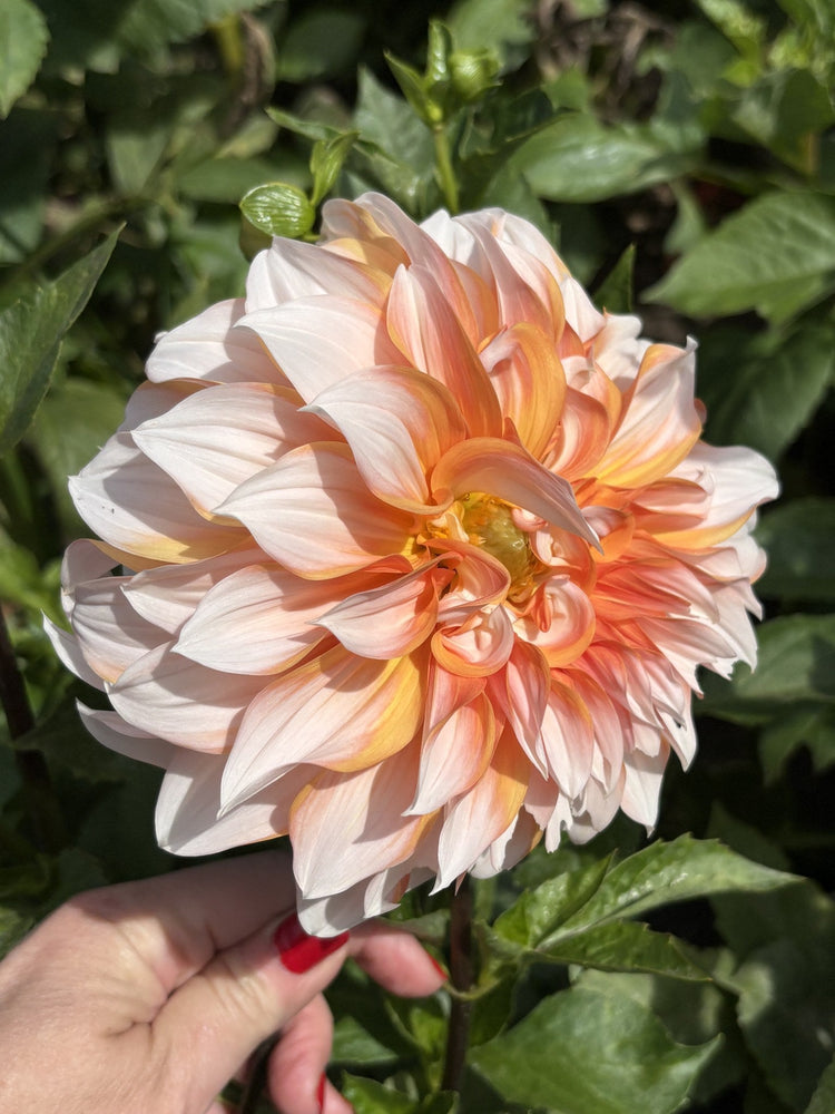 Princess Beatrix dahlia