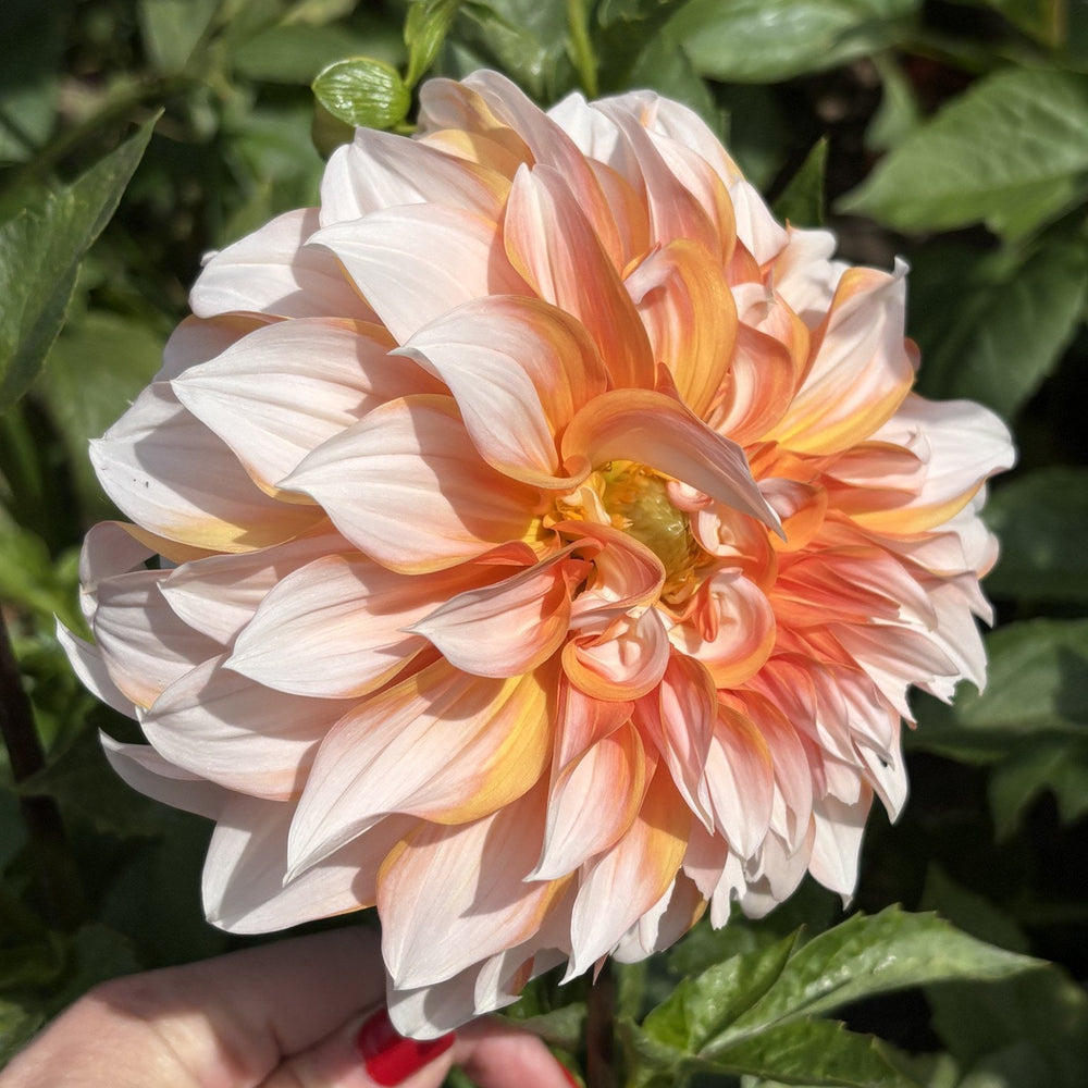 Princess Beatrix dahlia