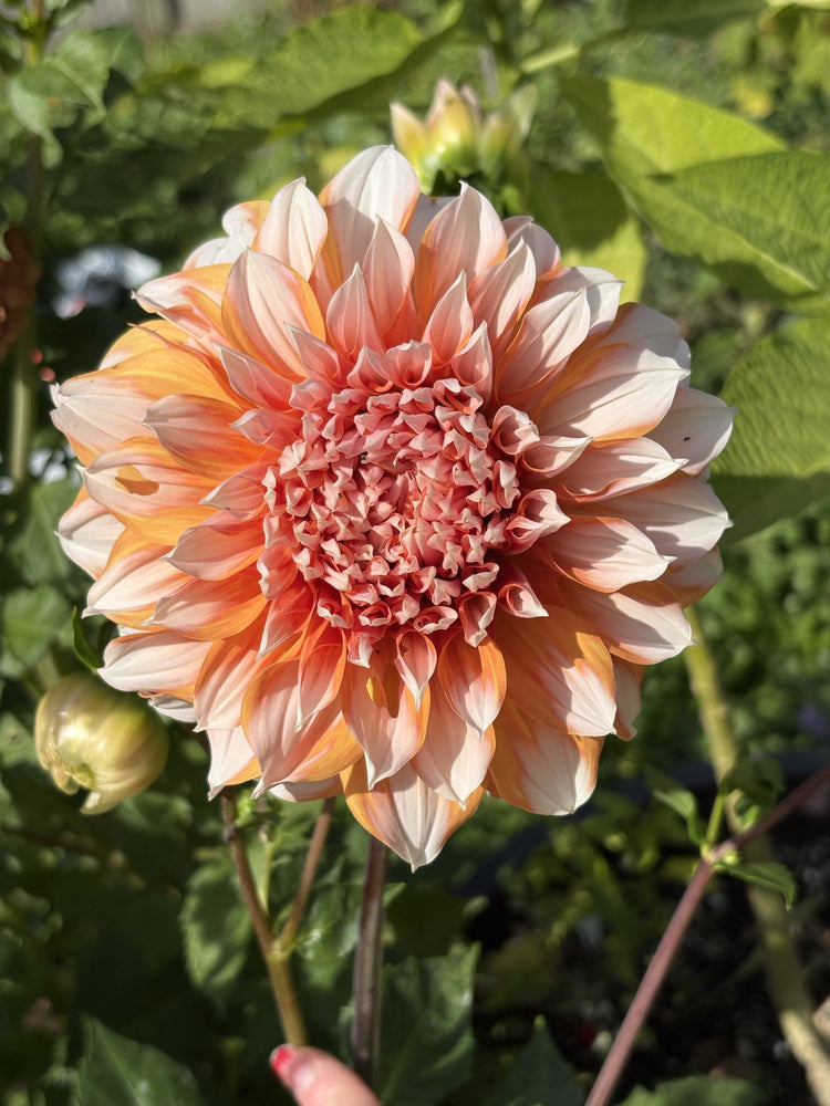 Princess Beatrix dahlia