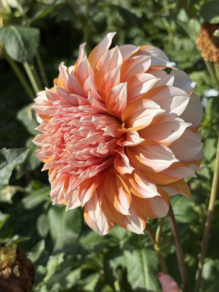 Princess Beatrix dahlia