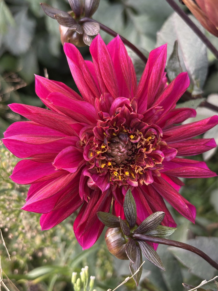 Purple Haze dahlia