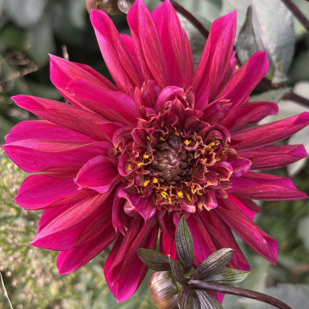 Purple Haze dahlia
