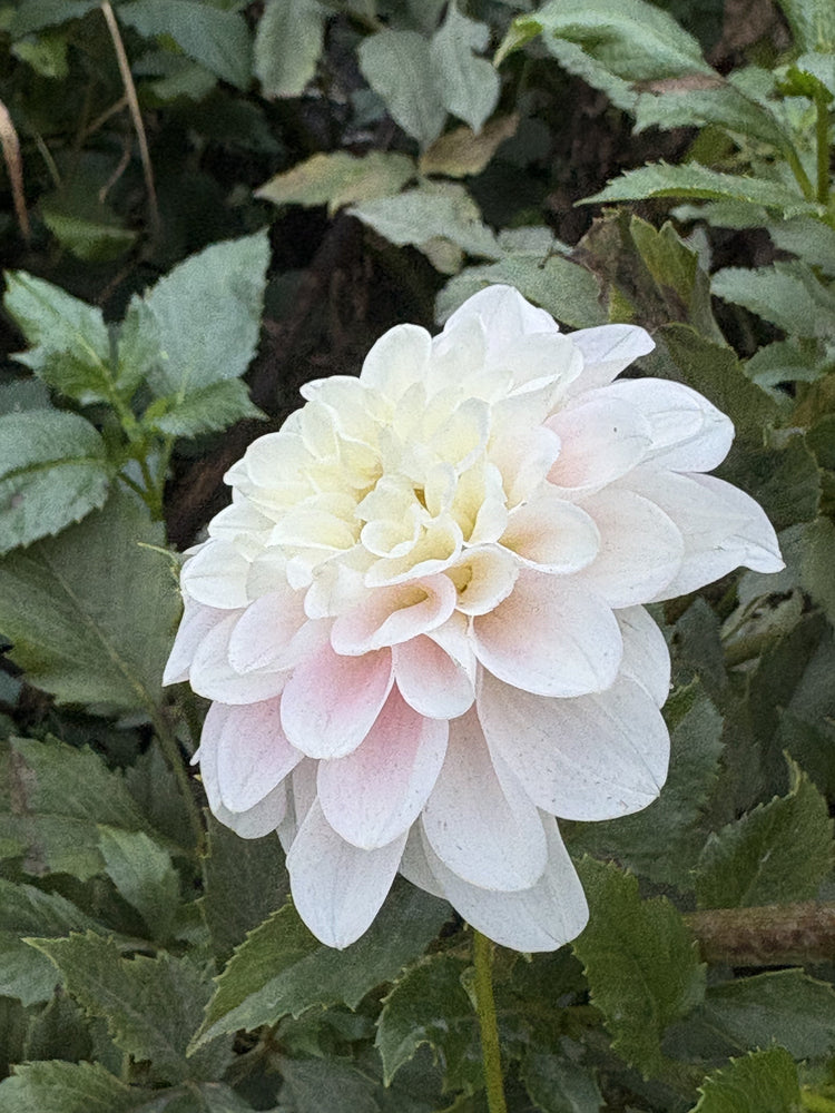 Randy Dawn dahlia