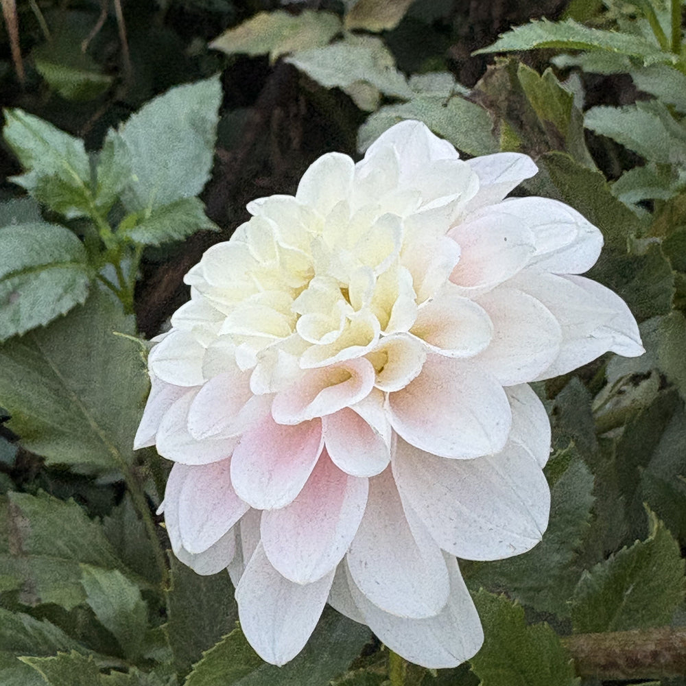 Randy Dawn dahlia