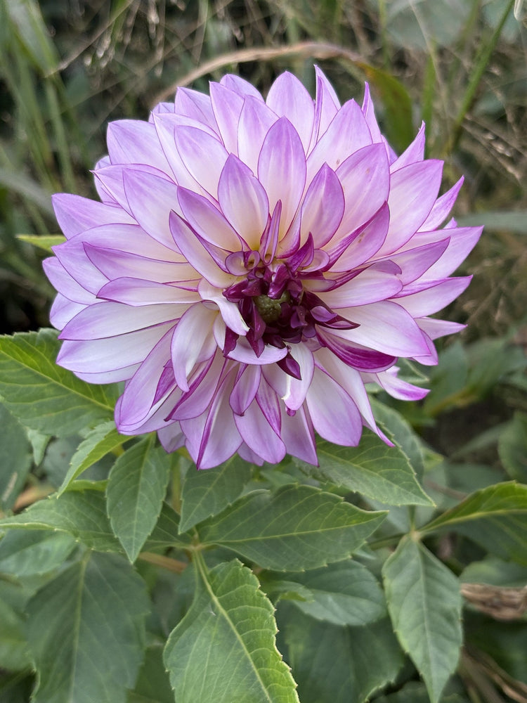 RC Diane Brazil dahlia