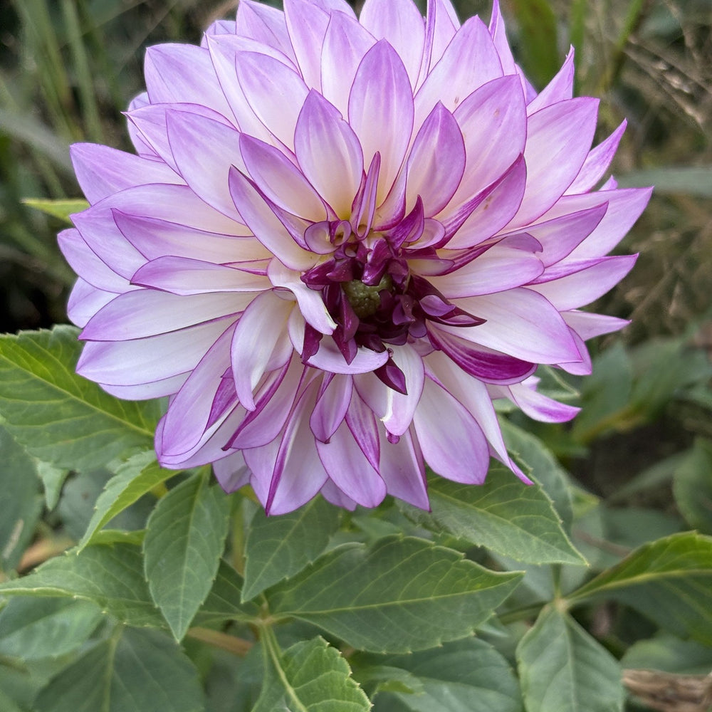 RC Diane Brazil dahlia