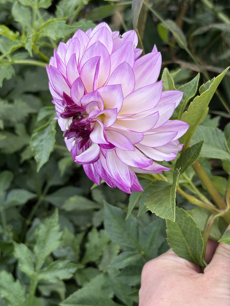 RC Diane Brazil dahlia