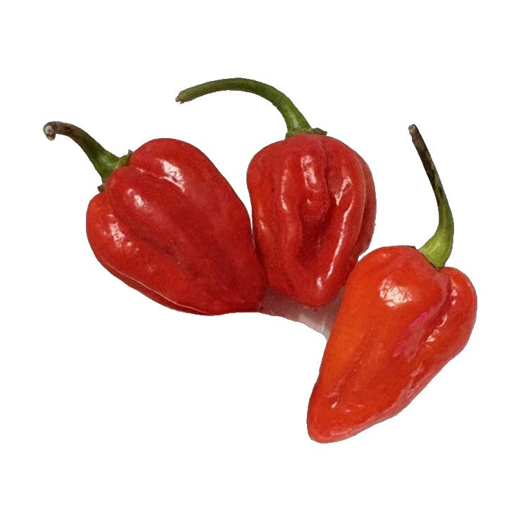 Red Dominica Habanero