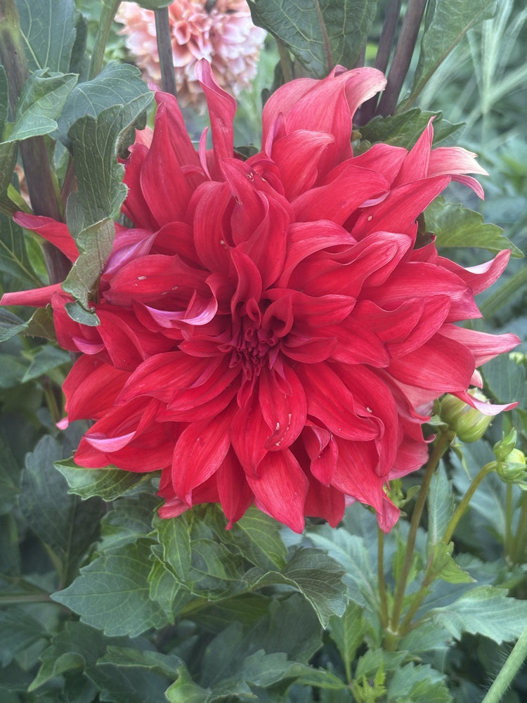 Red Labyrinth dahlia