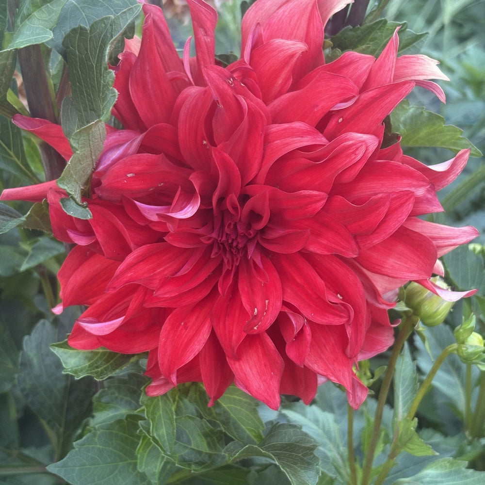 Red Labyrinth dahlia
