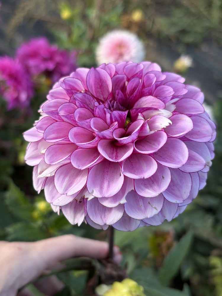 RF Mira dahlia