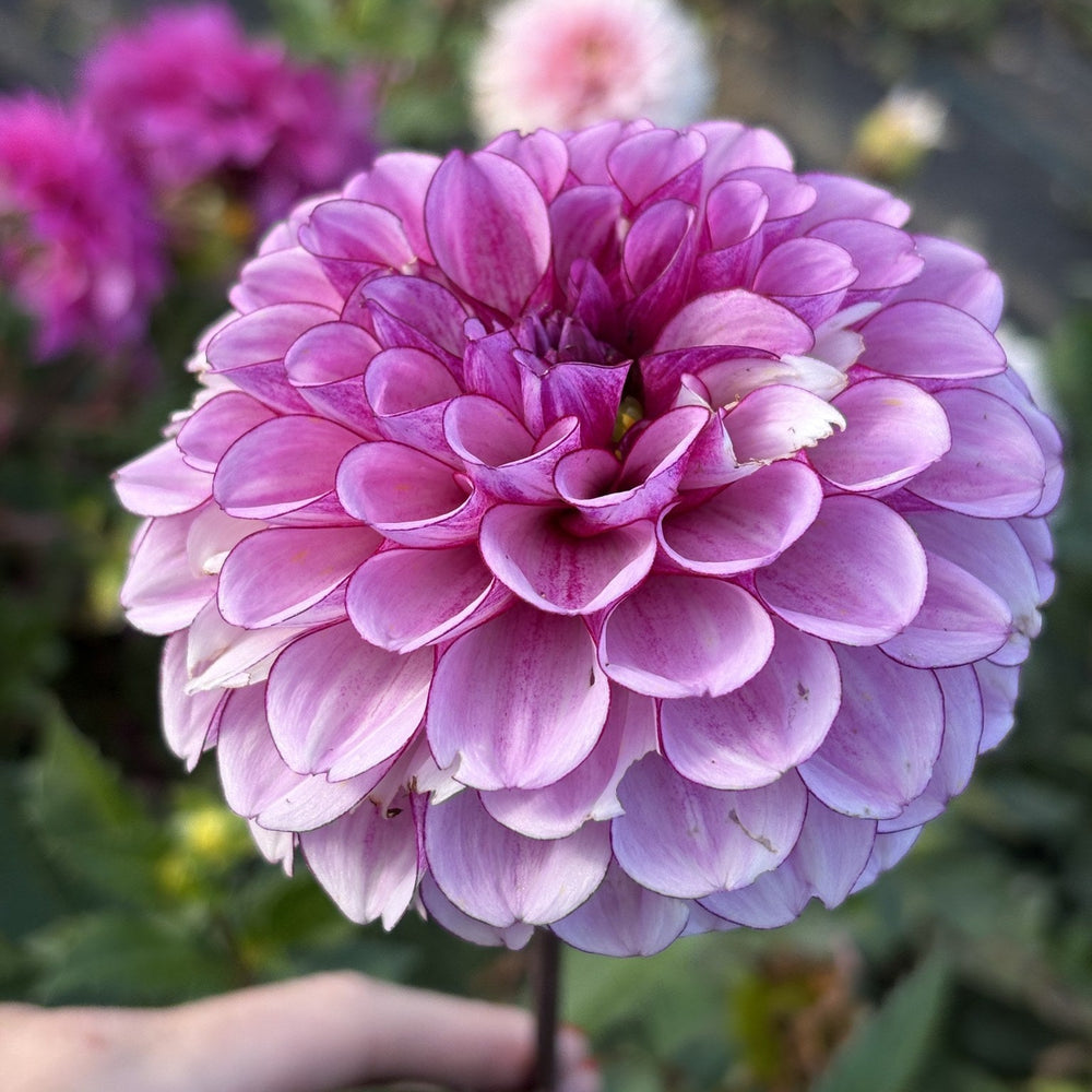 RF Mira dahlia